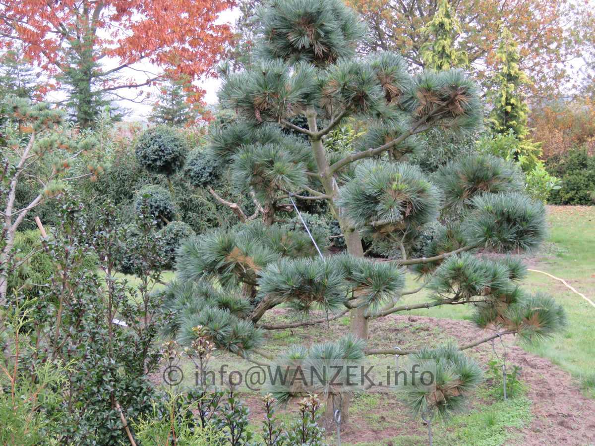 Pinus strobus Radiata - Bonsai 03.JPG
